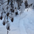 Frozen alder cones on the Pine Marten Trail.
