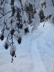 Frozen alder cones on the Pine Marten Trail.