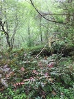 IMG 1772C