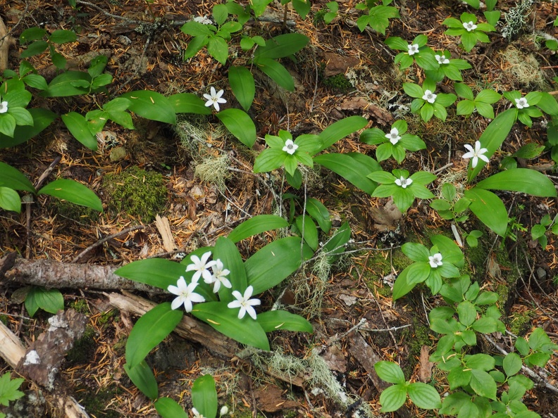 Wildflowers along the June Lake Trail