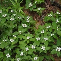 Bunchberry or dwarf dogwood carpeting the trailside on June Lake Trail.