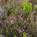 Heather among the boulders on the east side of the Loowit Trail.