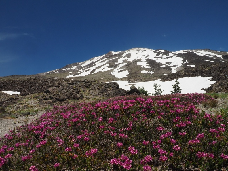 Big patches of heather bloom along the trail.