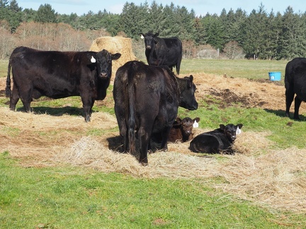 Cows and calves along a portion of the trail.