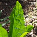 A skunk cabbage leaf backlit by the sun