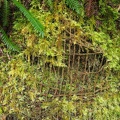 Netting for erosion control becomes has been taken over by moss.
