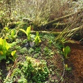 Skunk Cabbage along the Fort to Sea trail.