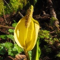 There is a massive marsh of skunk cabbage along the trail.