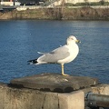 There are plenty of seagulls along the river
