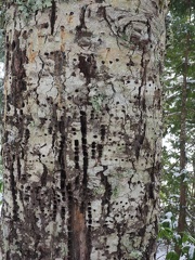 Woodpeckers must have found a lot of bugs in this tree