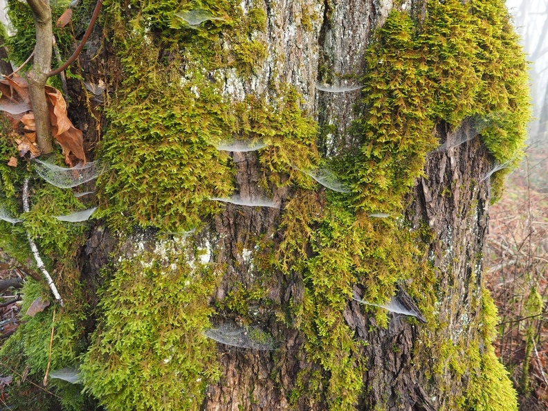 Spiders and alder trees create a symbiotic relationship because the spicers trap bugs and the trees provide a place for the spiders to spin webs.