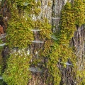 Spiders and alder trees create a symbiotic relationship because the spicers trap bugs and the trees provide a place for the spiders to spin webs.