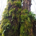 Licorice Ferns grow on may of the maple and alder trees.