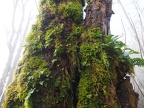 Licorice Ferns grow on may of the maple and alder trees.