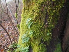 Licorice Ferns happily grow along the trail.