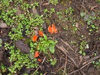 An orange fungus is one of the brightest winter plants along the Cape Horn Trail