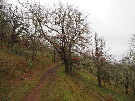 Some of these white oak trees look really old.
