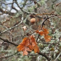 A few acorns and leaves hung on through the winter,.