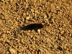 PA250695C