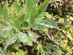 Raindrops line up on a huckleberry leaf in the fall.