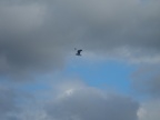 Osprey searching for food