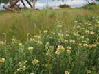 There are logs added to some of the ponds to give the wildlife a place beside the lakes.