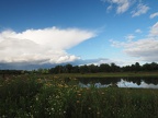 A pleasant stroll along the ponds and marshes