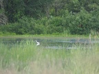 Egrets searching for food