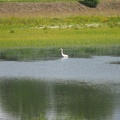 An egret waits quietly