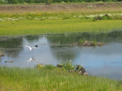 Egrets and herons on the ponds