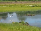 Egrets and herons on the ponds