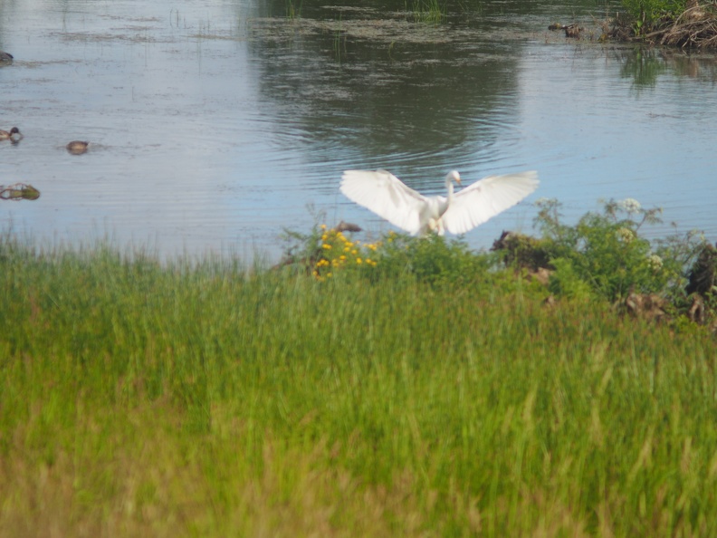 The egret moves about from place to place