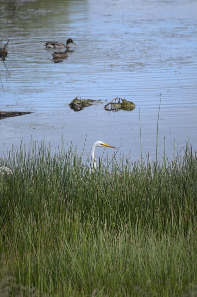 An egret and ducks out for the afternoon. Credit: Vernon Jones