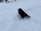 Suspicious Raven at Chocolate Falls