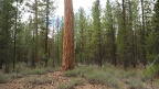 Big Tree and Cougar Woods Photos OR
