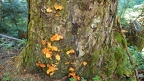P2153812C