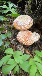 IMG E0372C