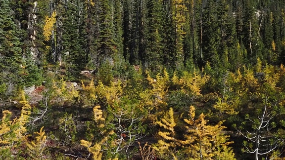 P2163989C