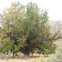 Gooseneck Loop Photos OR