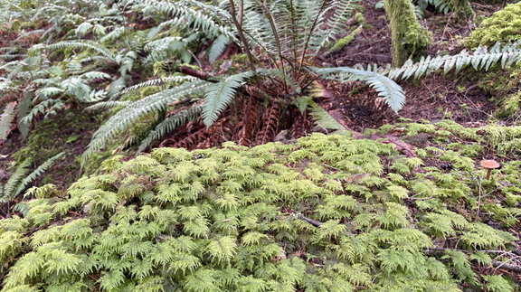 2025-01-13 13-21-47 831c